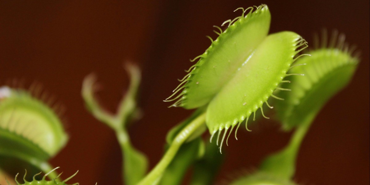 venus atrapamoscas