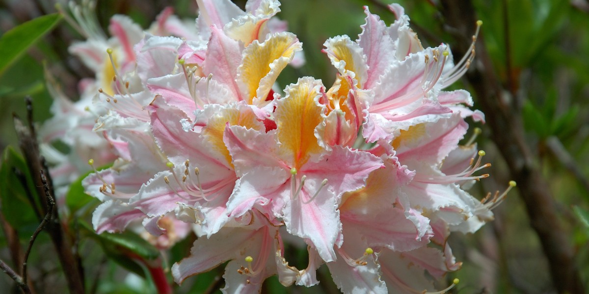 azalea