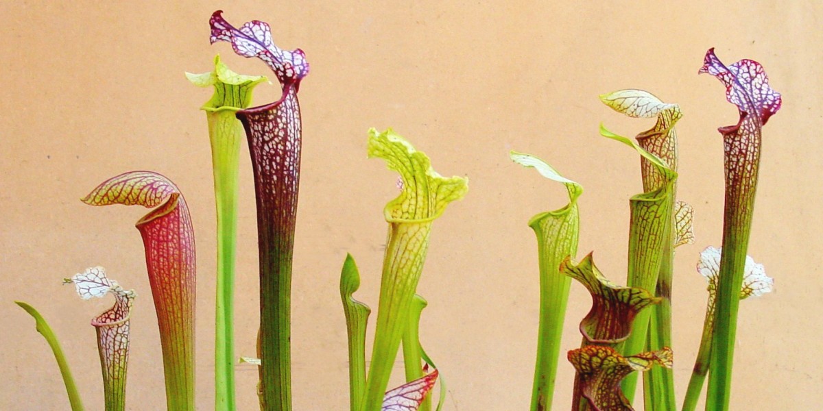 sarracenia