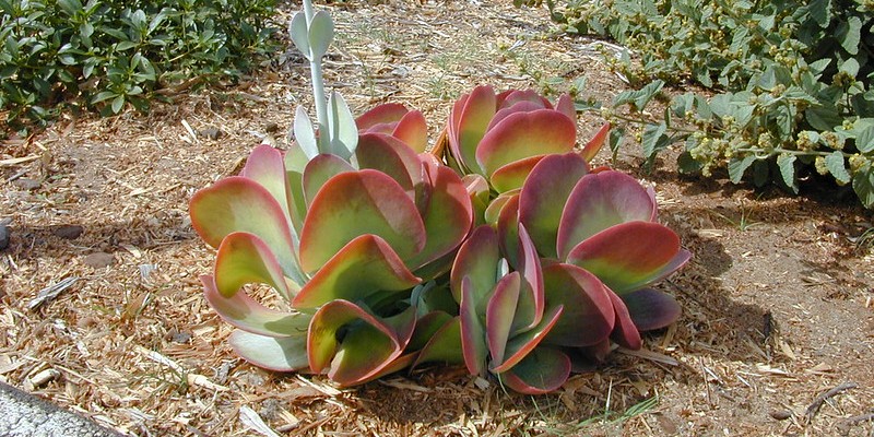 kalanchoe thyrsiflora