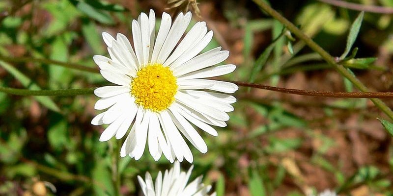 erigeron