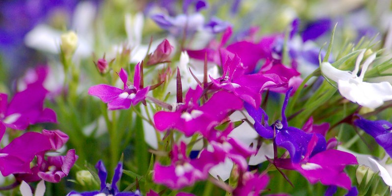 lobelia