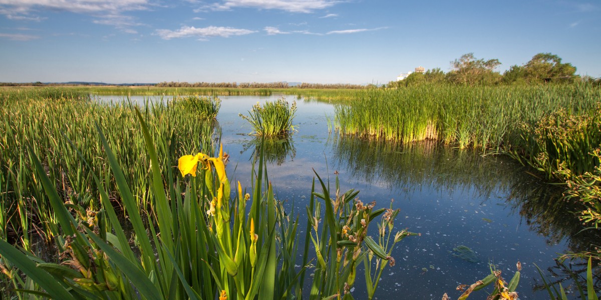aiguamolls emporda