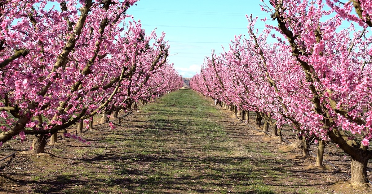 Campos de flores en Aitona