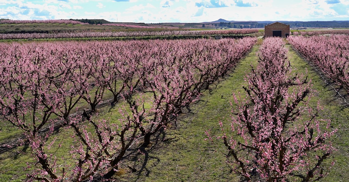 Campos de flores en Aitona