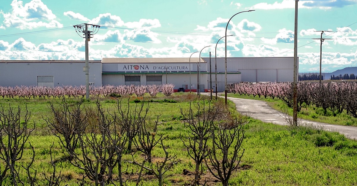 Campos de flores en Aitona