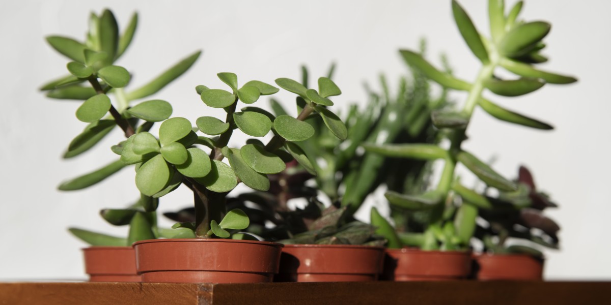 pilea