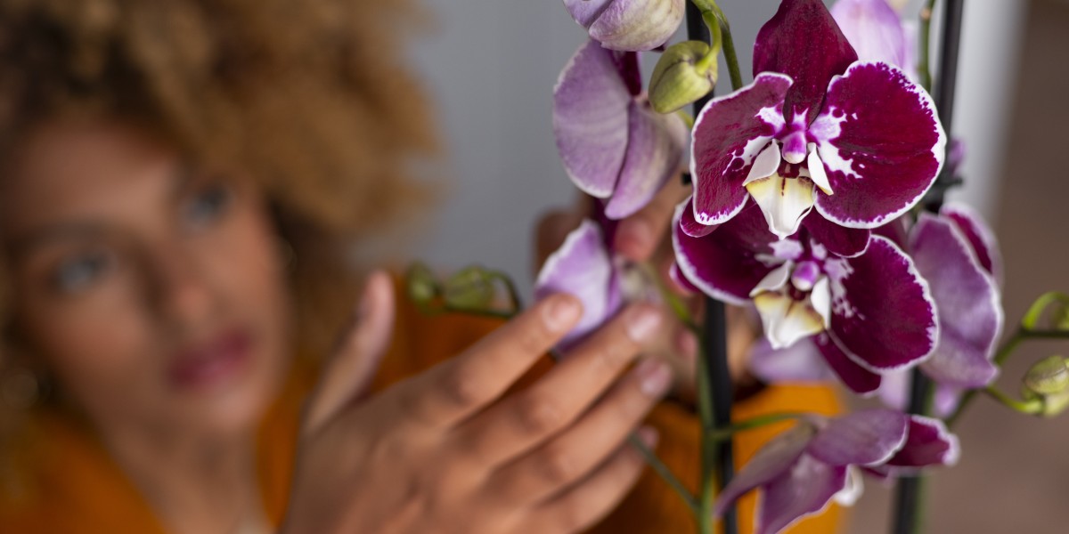 orquidea
