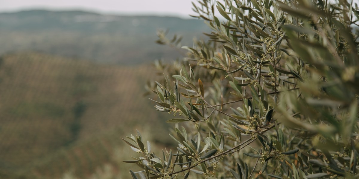 olivo