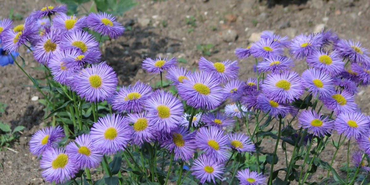 erigeron speciosus