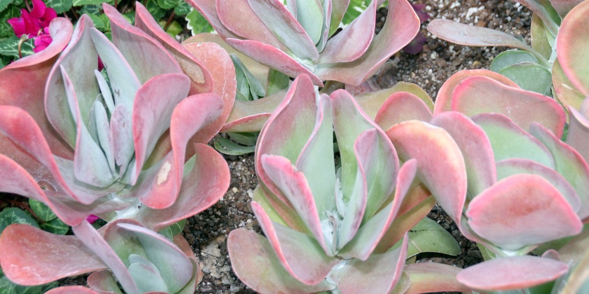 kalanchoe thyrsiflora