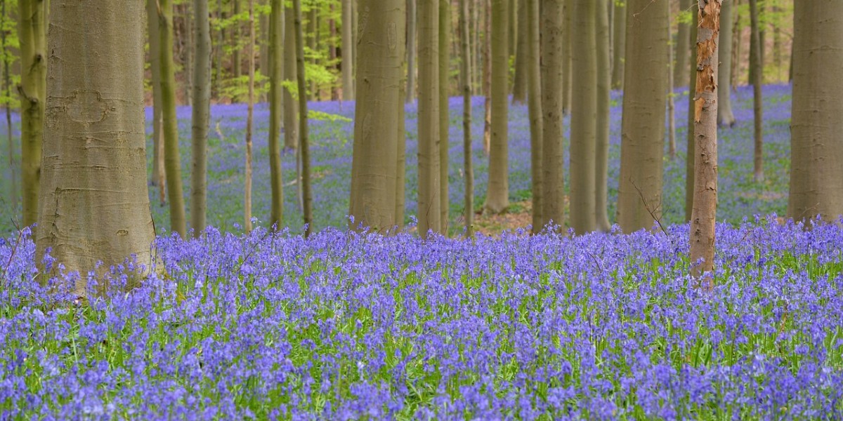 hallerbos
