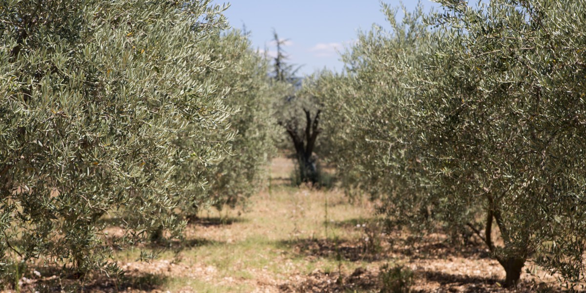 olivo