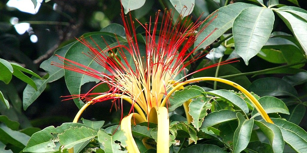 pachira