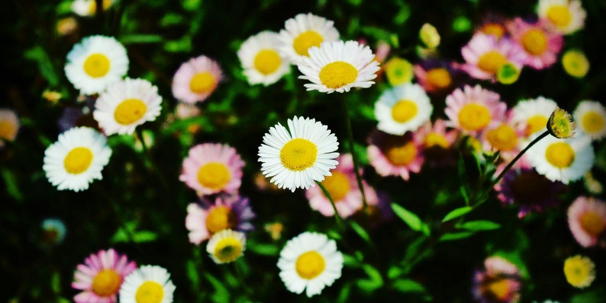 erigeron
