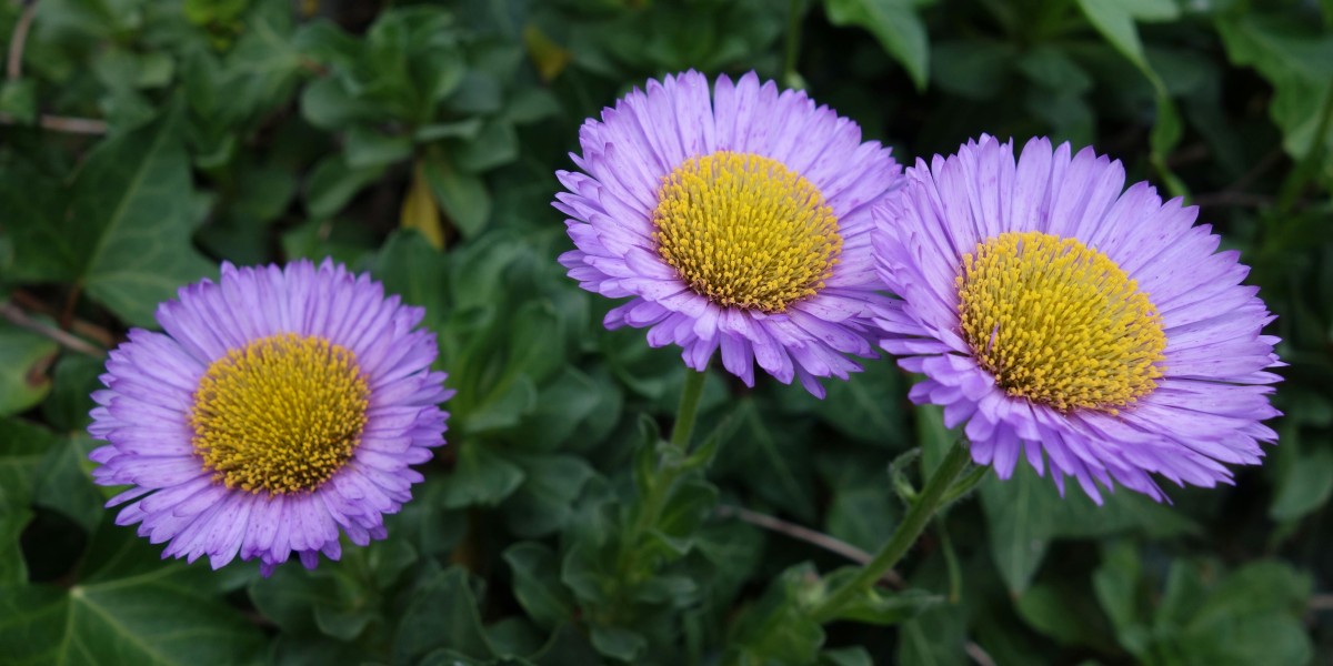 erigeron