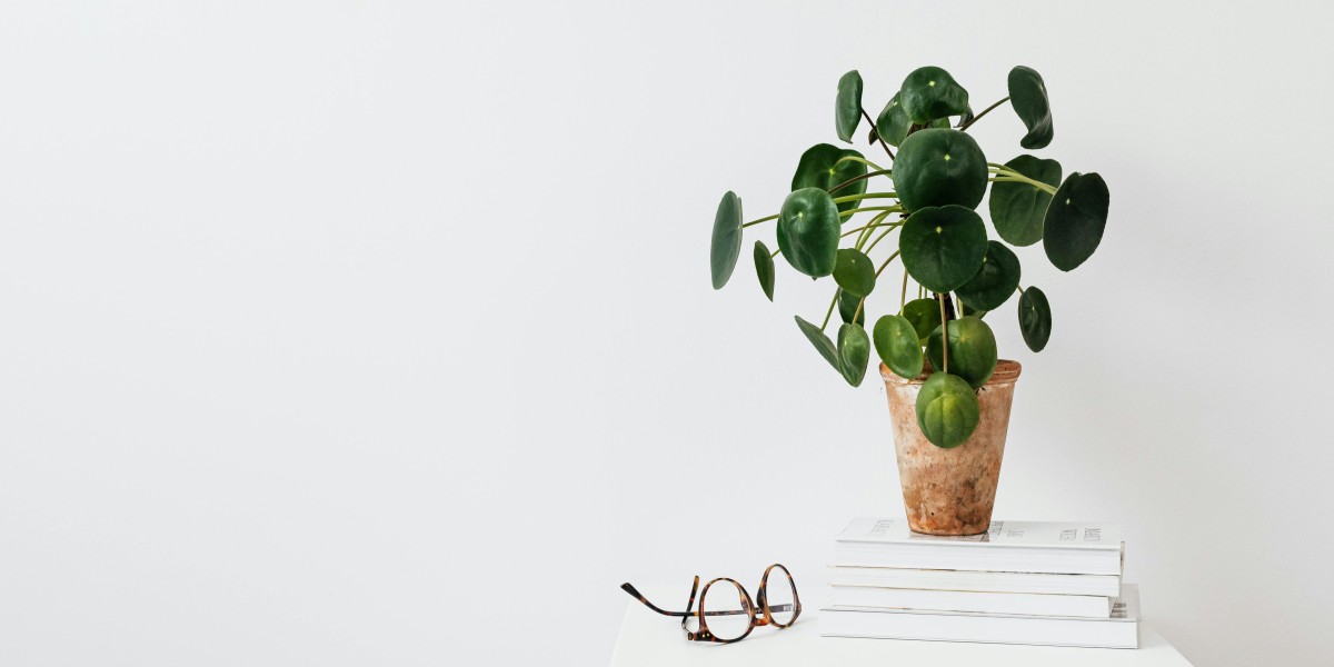 pilea