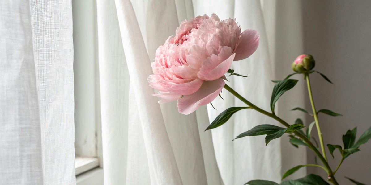 peonia