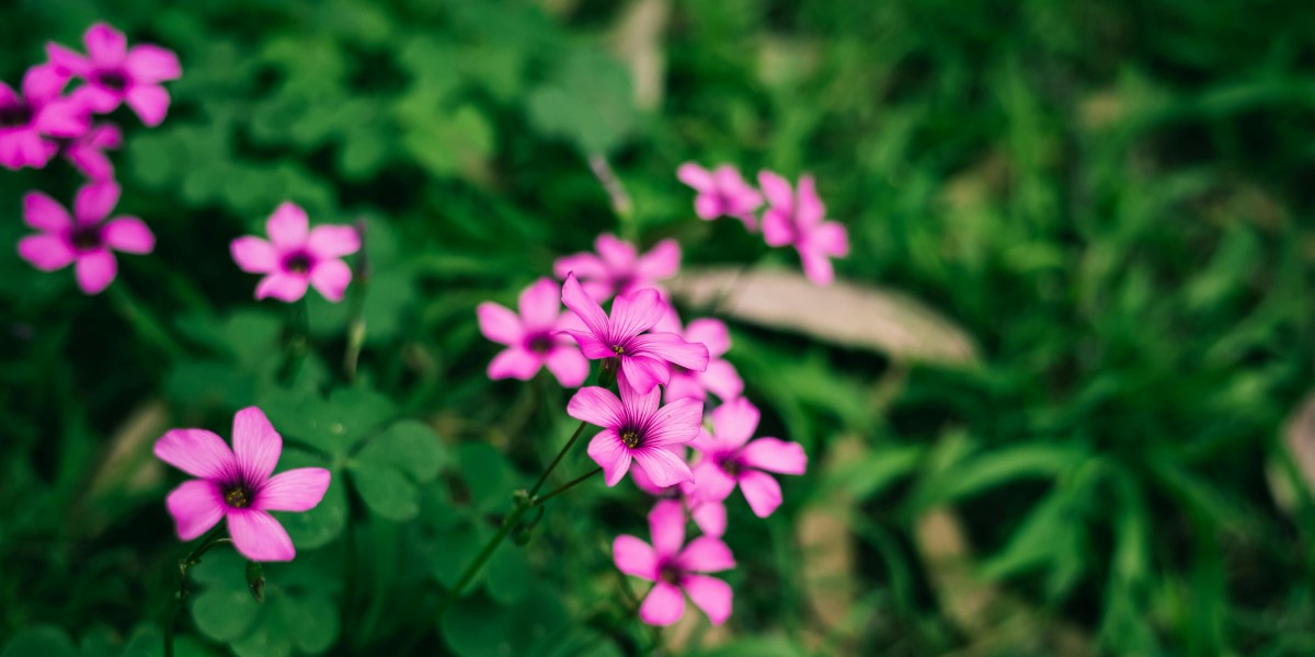 oxalis