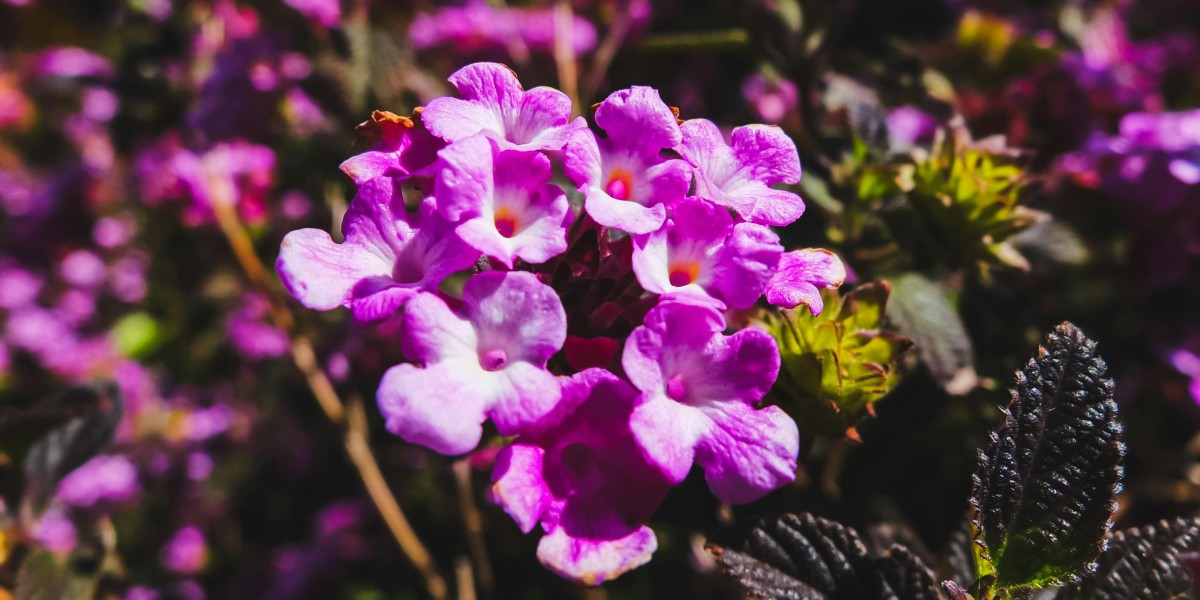 verbena