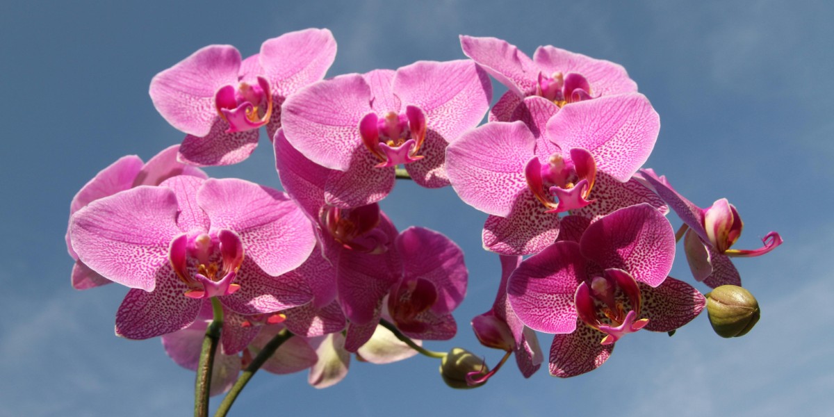 orquideas