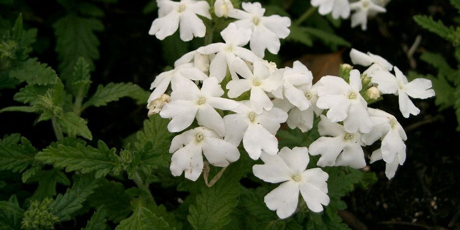 verbena