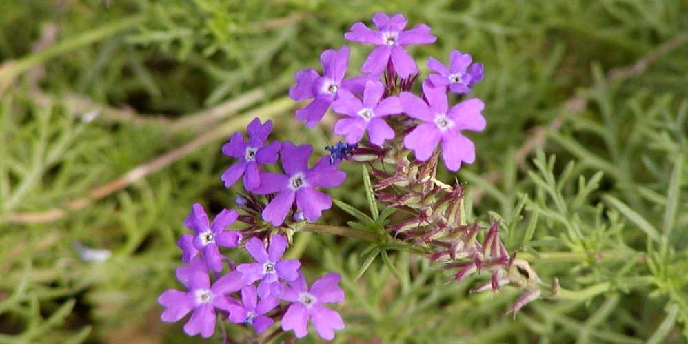 verbena