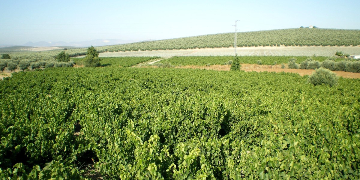 Montilla Moriles