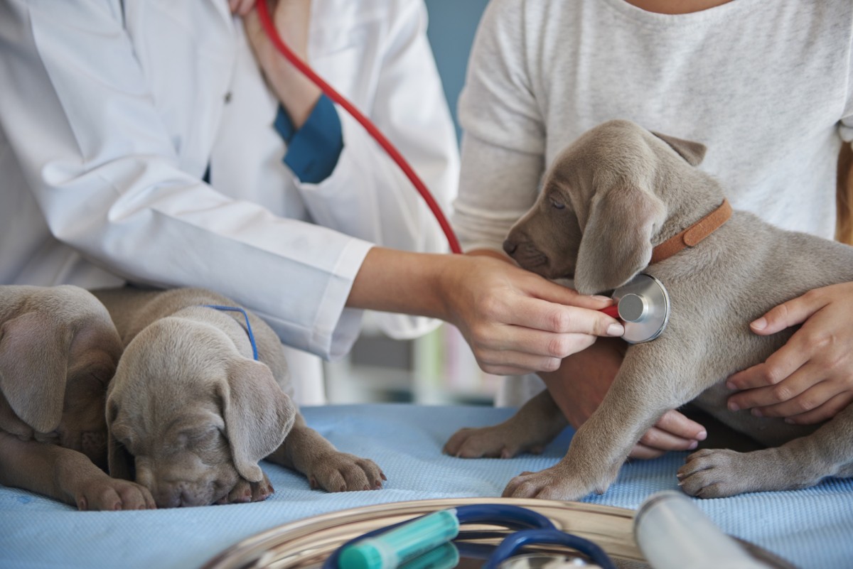 Desgravar gastos veterinarios