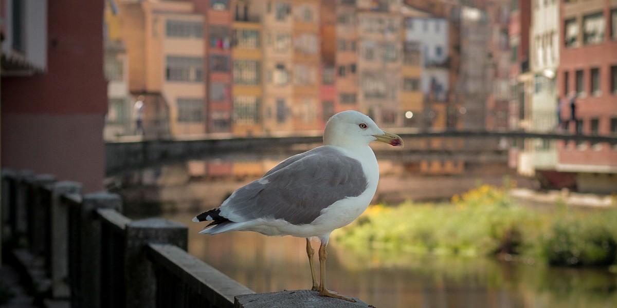 Living in Girona