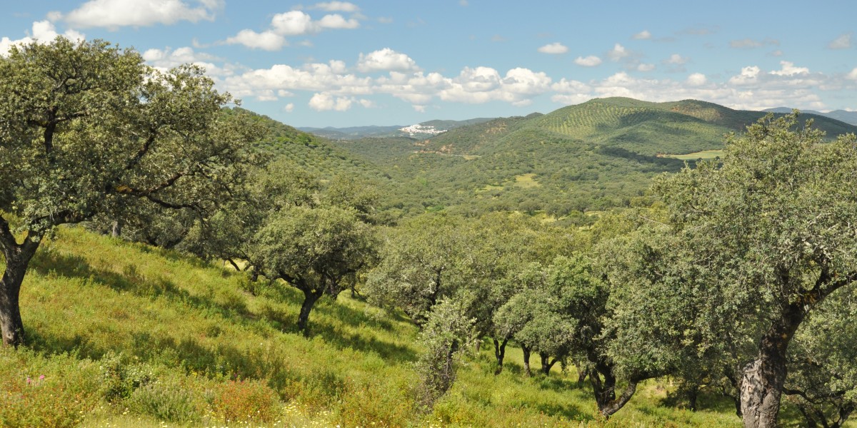 aracena