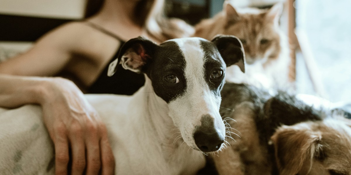 Move to Spain with dogs