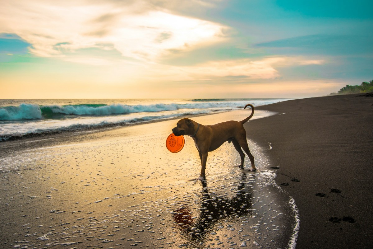 Dog beaches in Valencia