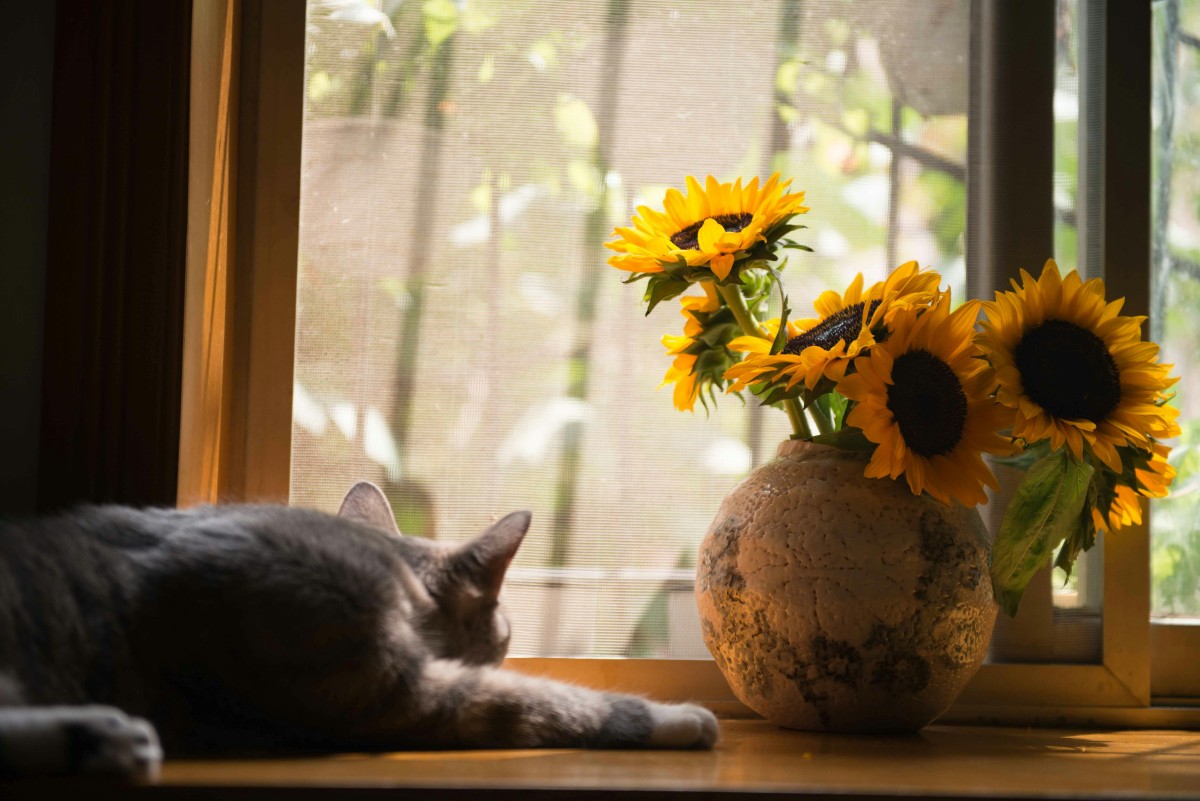 Regalar flores