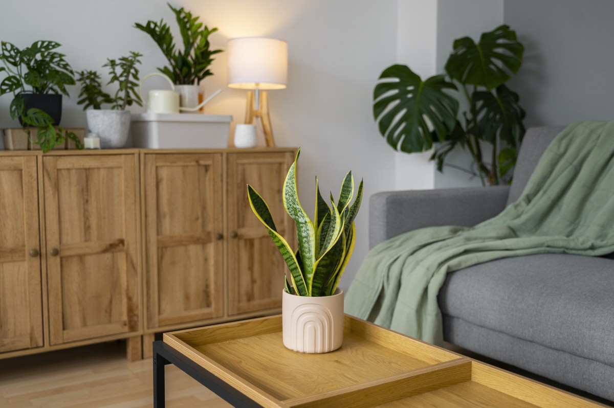 Regalar planta
