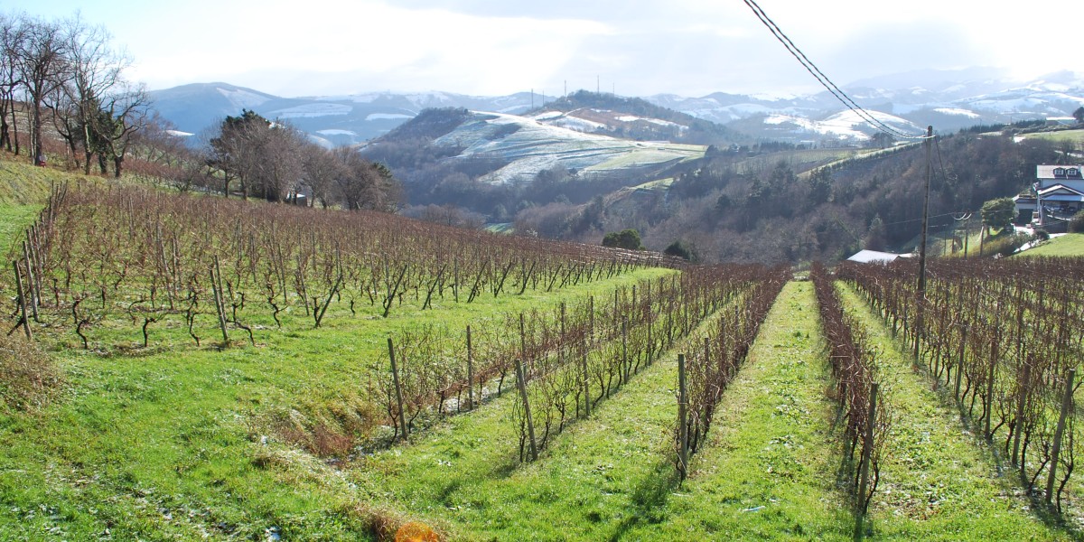 vinos tipicos del pais vasco