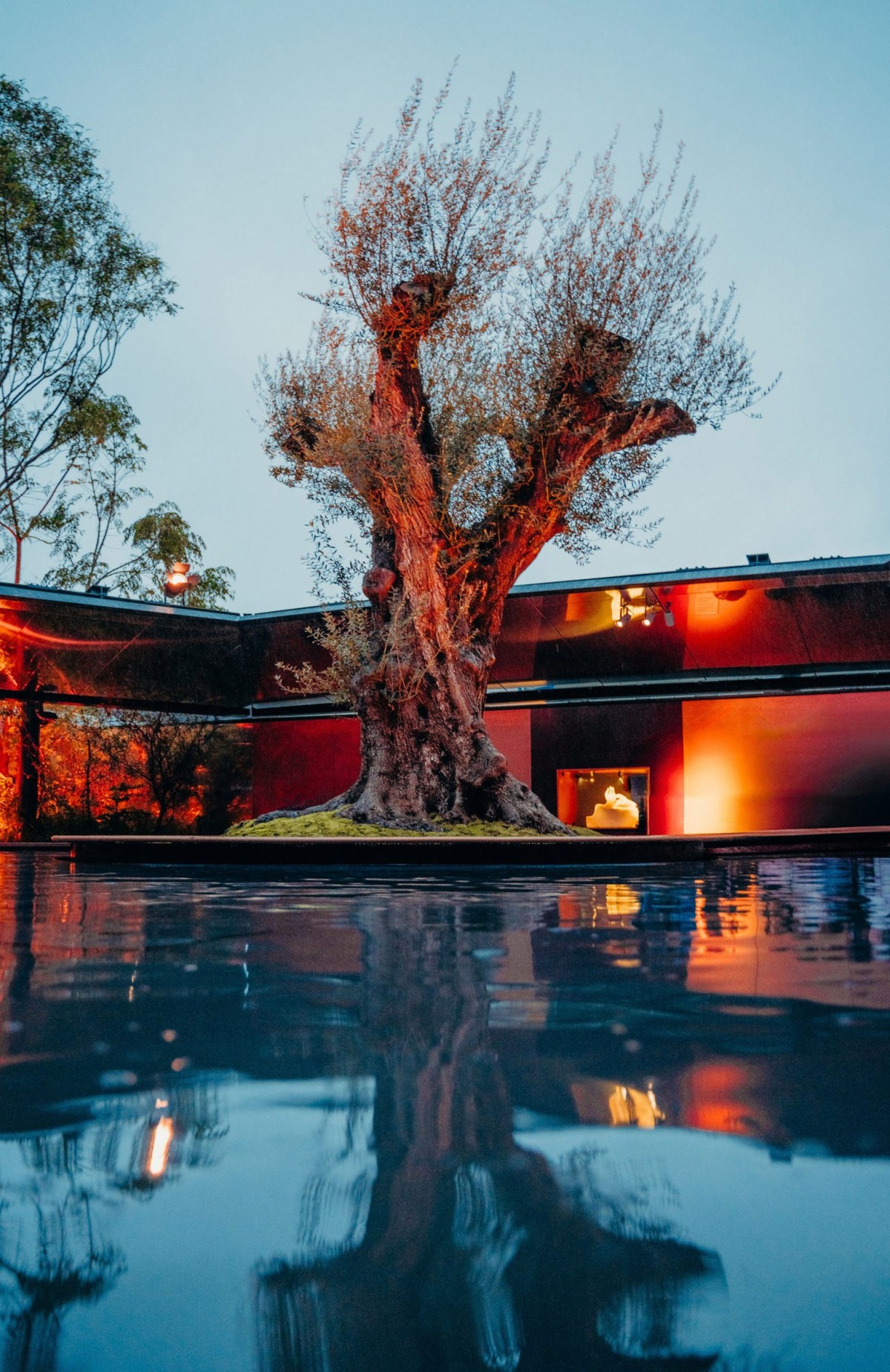 Un jardín secreto está presidido por un olivo milenario traído desde Francia en el interior de un estanque.