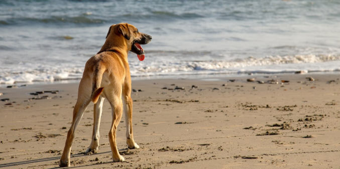 playas para perros en murcia