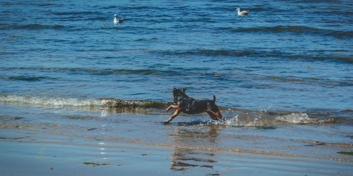 playas para perros en tarragona
