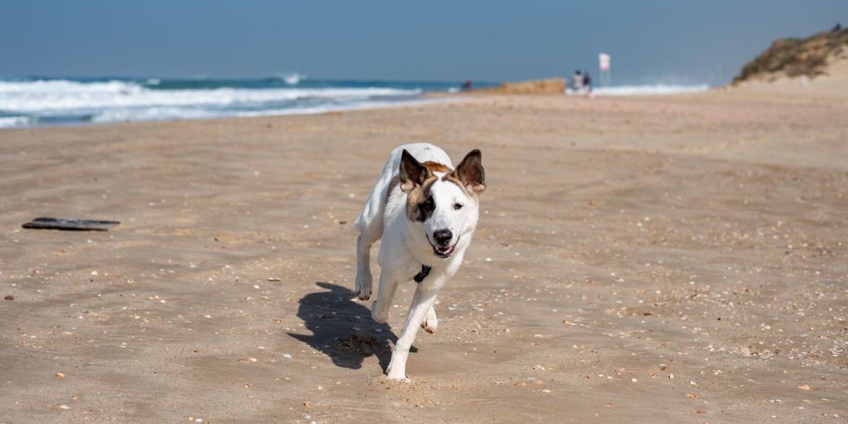 playas para perros en granada