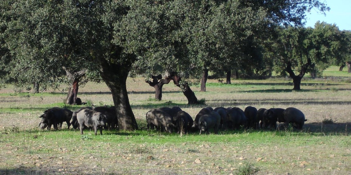 platos tipicos de extremadura