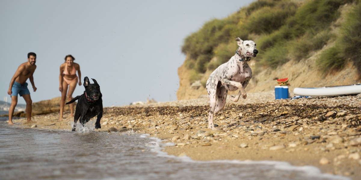 playas para perros en gran canaria