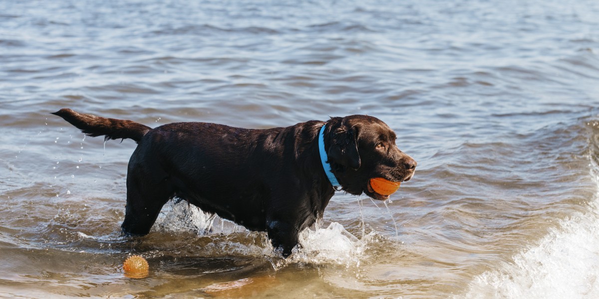 playas para perros en gran canaria