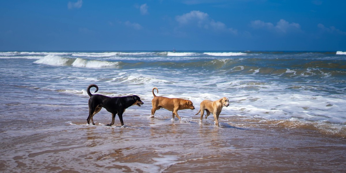 playas para perros en gran canaria