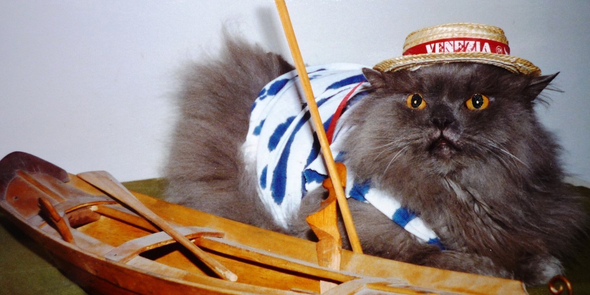 por que en venecia no hay gatos