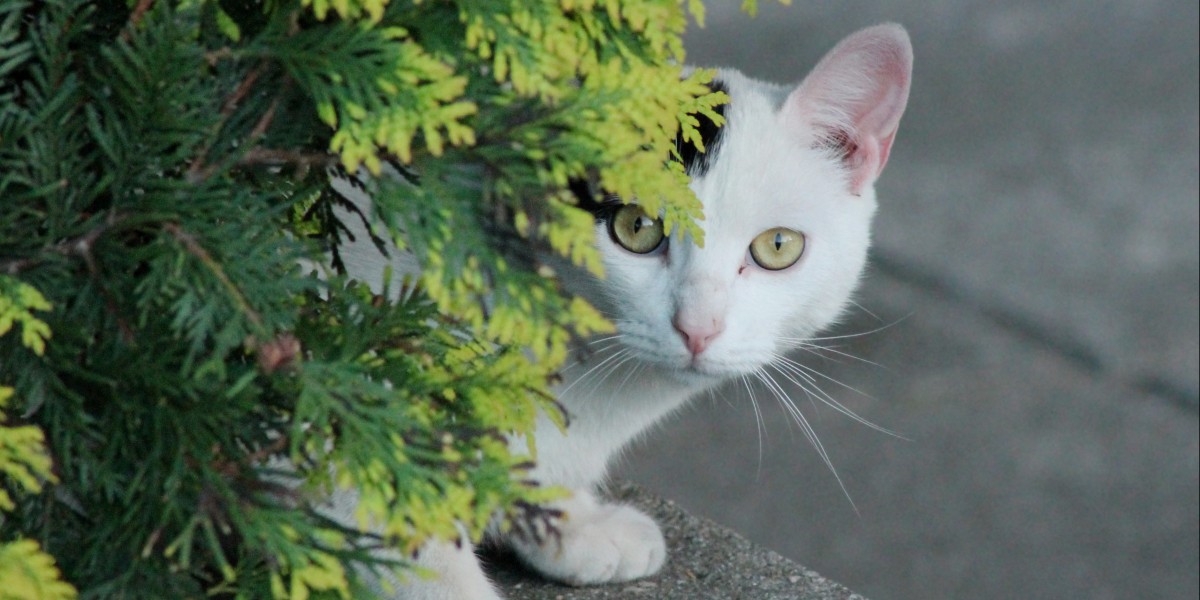 por que en venecia no hay gatos