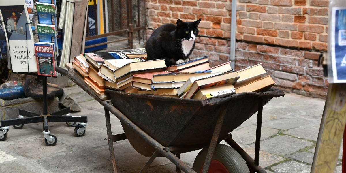 por que en venecia no hay gatos