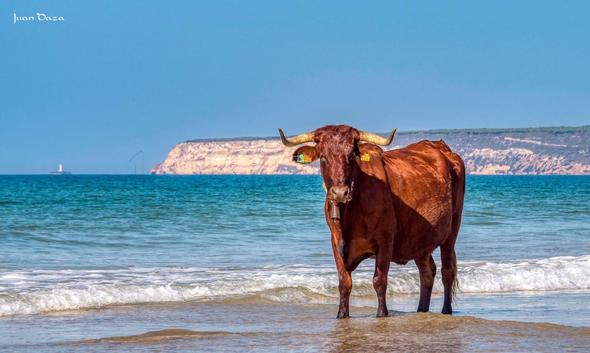La playa con vacas de Barbate
