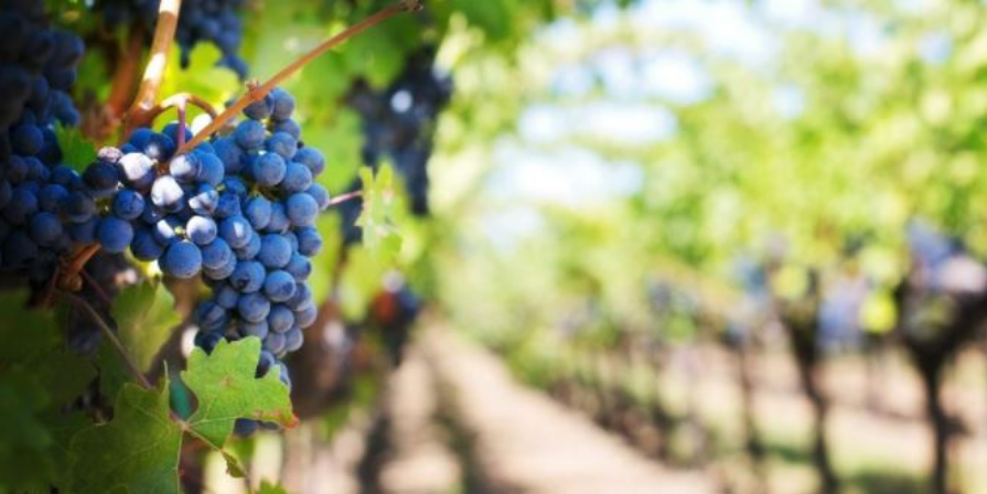 vinos tipicos de castilla la mancha