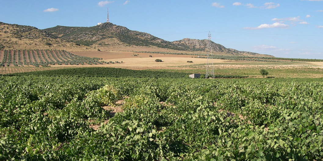 vinos tipicos de castilla la mancha
